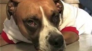 Tasty Big Butt African Sex - porn video